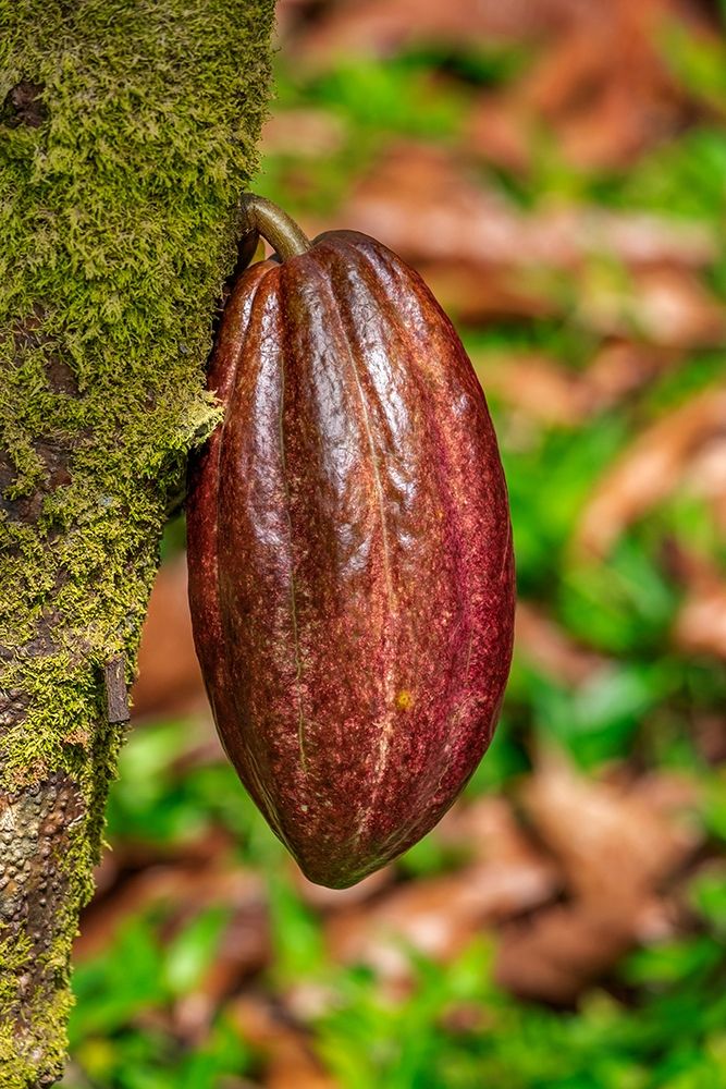 Cacao fruit